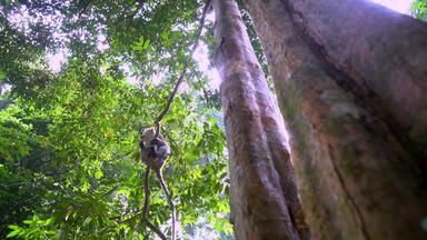 猴子爬树分支热带雨林